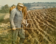 Feldarbeit in den 50ern